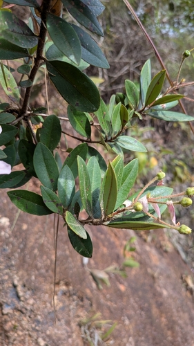 Bejaria aestuans, photograph 5