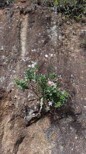 Bejaria aestuans, photograph 6