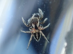 Habronattus formosus