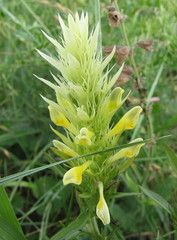 Melampyrum argyrocomum