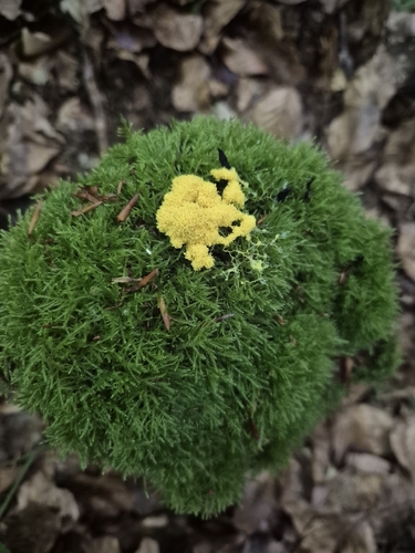 Dog Vomit Slime Mold
