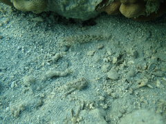 Istigobius decoratus