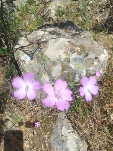 Rose silene