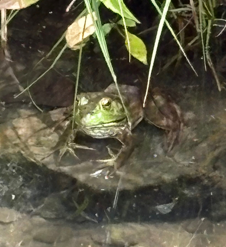 アメリカウシガエル