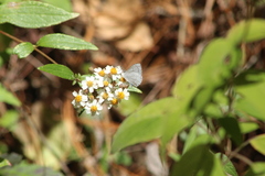 Celastrina echo gozora