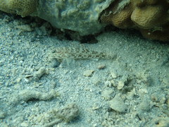 Istigobius decoratus