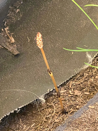 field horsetail