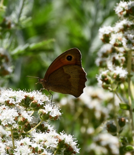 Meadow Brown