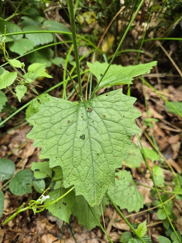 garlic mustard