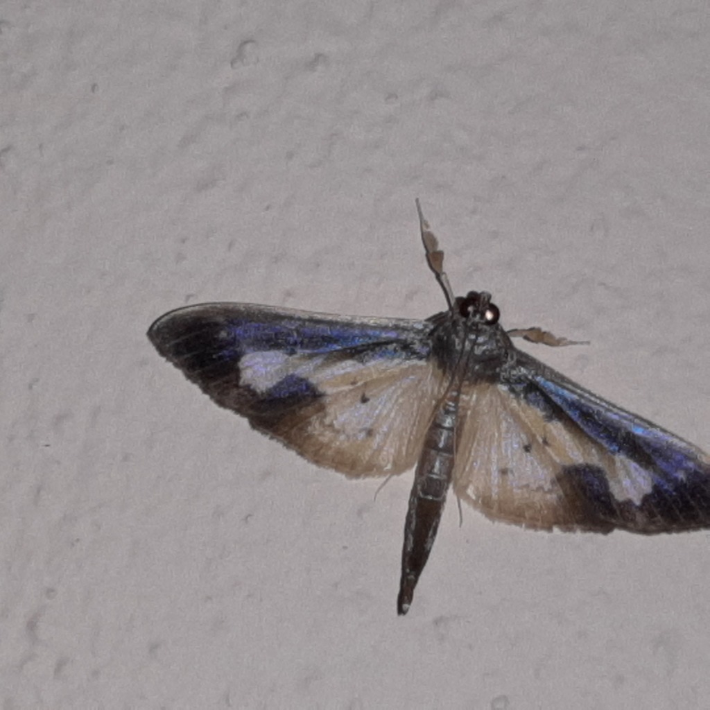 Mesocondyla dardusalis