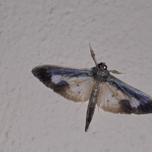 Mesocondyla dardusalis