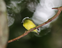 Lepidothrix nattereri