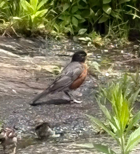 American Robin