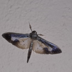 Mesocondyla