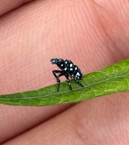Spotted Lanternfly