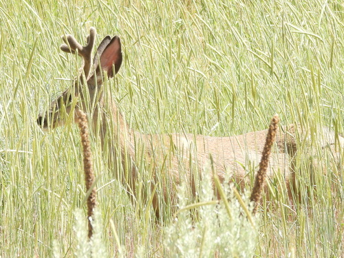 Mule Deer