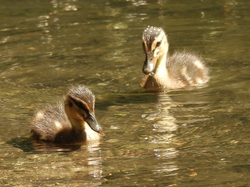 Duck