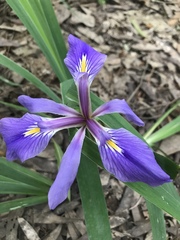 Iris giganticaerulea