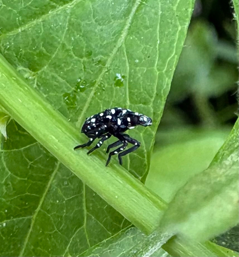 Spotted Lanternfly