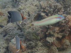 Chaetodon larvatus