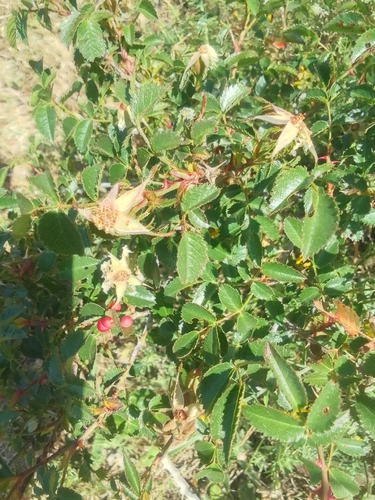 Field Briar