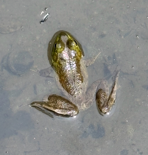 American Bullfrog