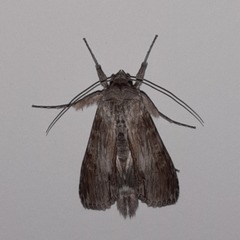 Cucullia costaricensis