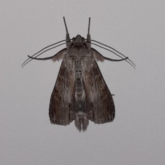 Cucullia costaricensis