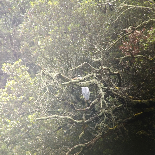 Grey Heron