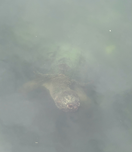 Snapping Turtle