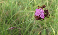 Dianthus andrzejowskianus