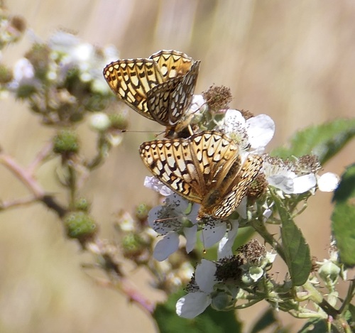 Callippe Fritillary photo 5
