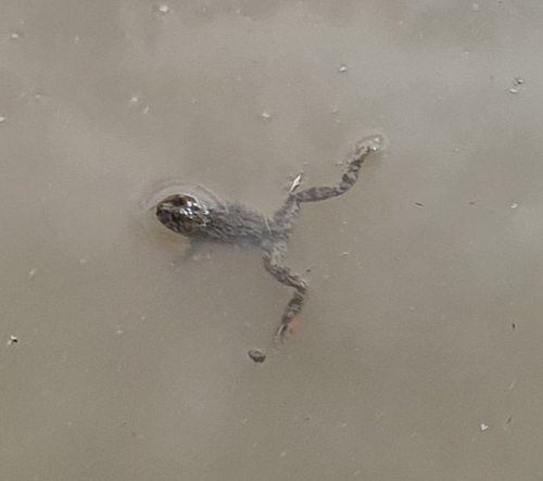 Yellow-bellied Toad