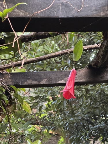 Lapageria rosea, photograph 2