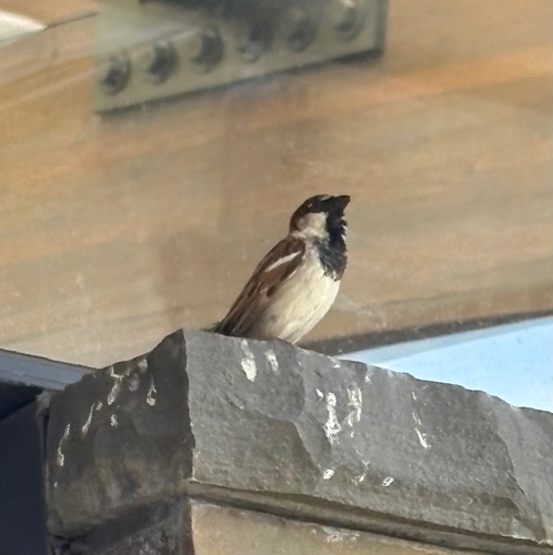 House Sparrow