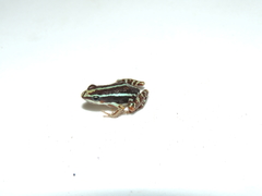 Epipedobates anthonyi