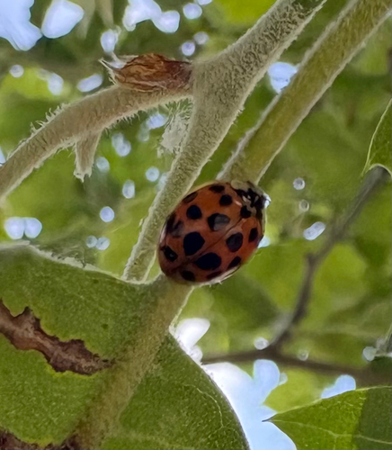 Asian Lady Beetle