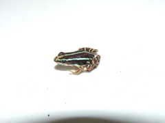 Epipedobates anthonyi