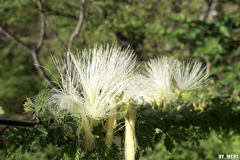 Havardia acatlensis