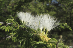 Havardia acatlensis