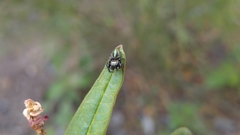 Sassacus papenhoei