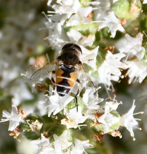 Eurasian Drone Fly