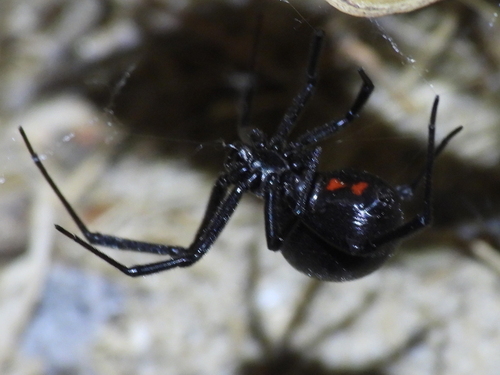 Viuda Negra Occidental