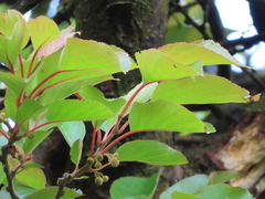 Actinidia rufa