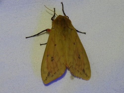 Polilla isabelina