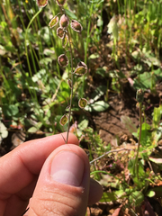 Thysanocarpus curvipes