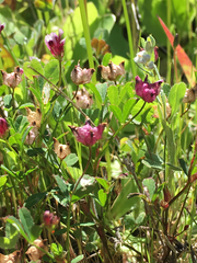 Trifolium depauperatum