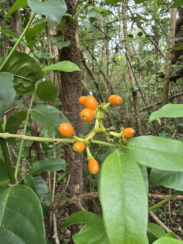 Rudgea jacobinensis