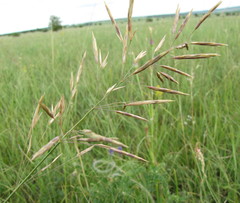 Bromopsis