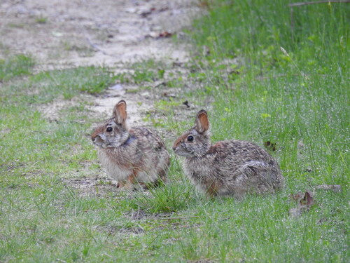 New England Cottontail observed by mikeheron